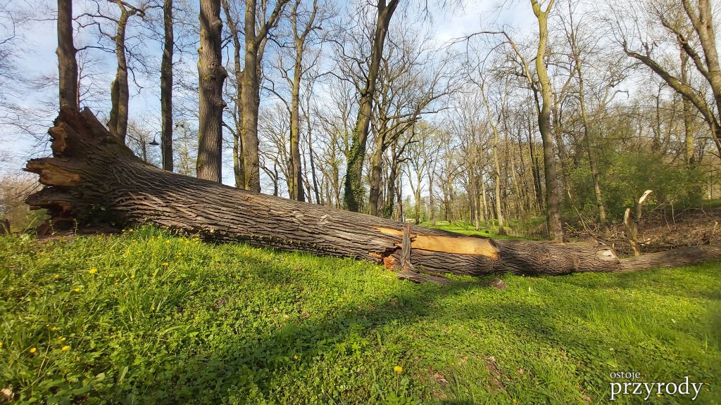 Katastrofa na plantach